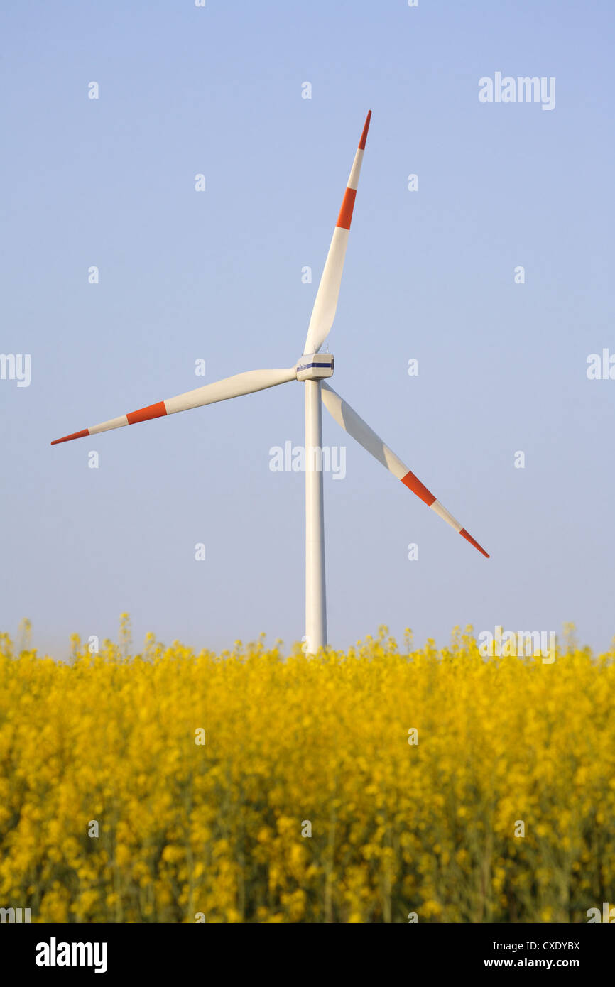 Hasenholz, wind turbine and rapeseed field Stock Photo Alamy
