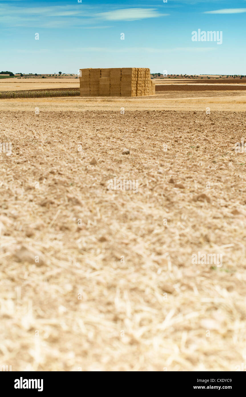 Straw bales in a wheat field. Blue cloudy sky Stock Photo - Alamy