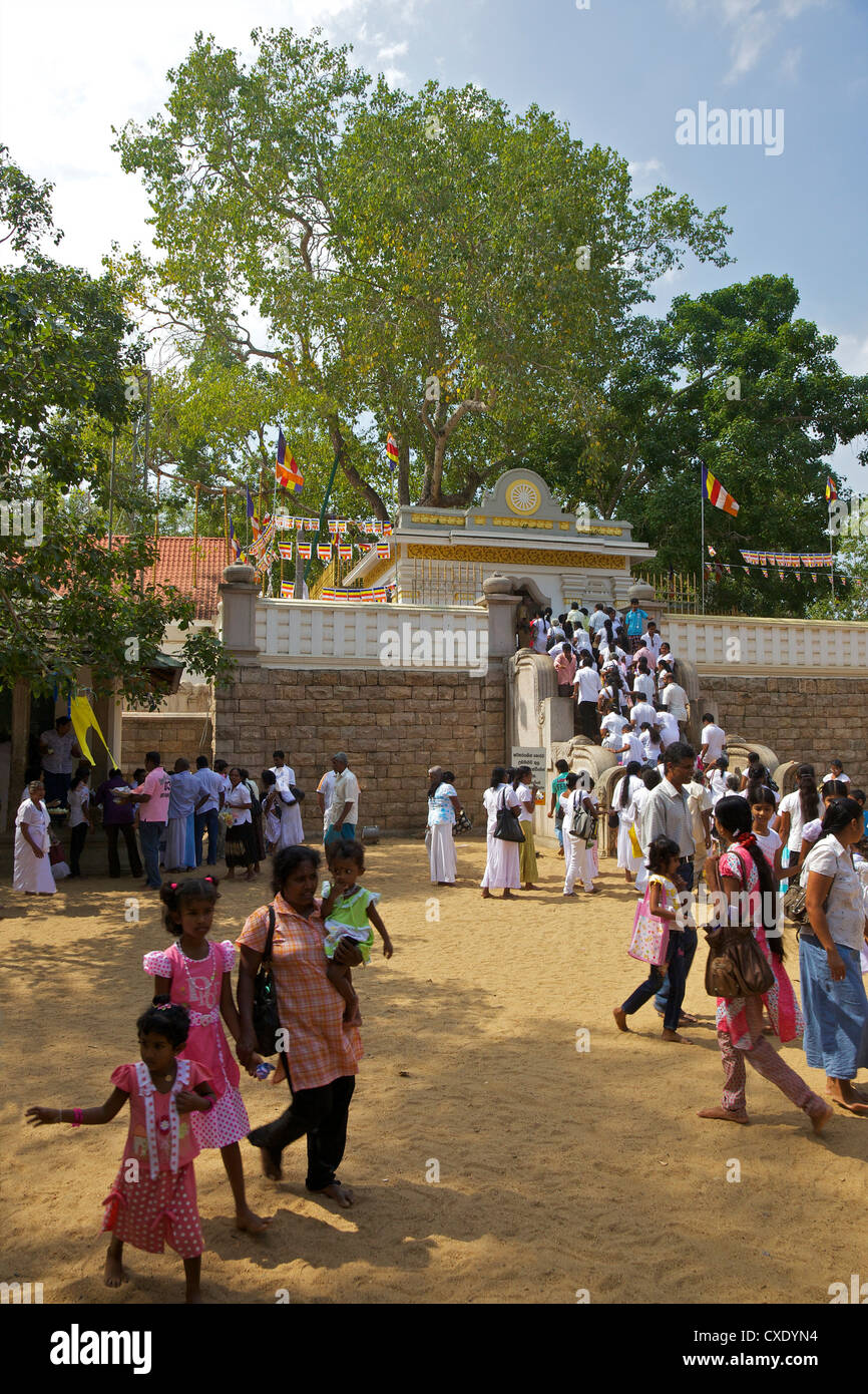 Buddhist pilgrims Sri Maha Bodhi, sacred bodhi tree planted in 249 BC, Unesco World Heritage Site, Anuradhapura, Sri Lanka, Asia Stock Photo