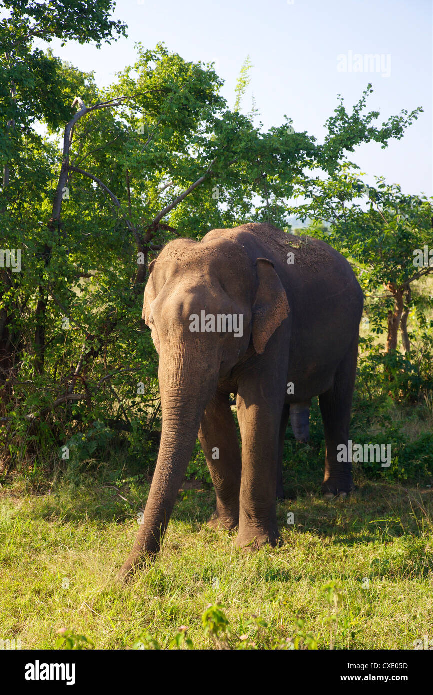 Asiatic elephant (elephas maximus maximus), Uda Walawe National Park, Sri Lanka, Asia Stock Photo