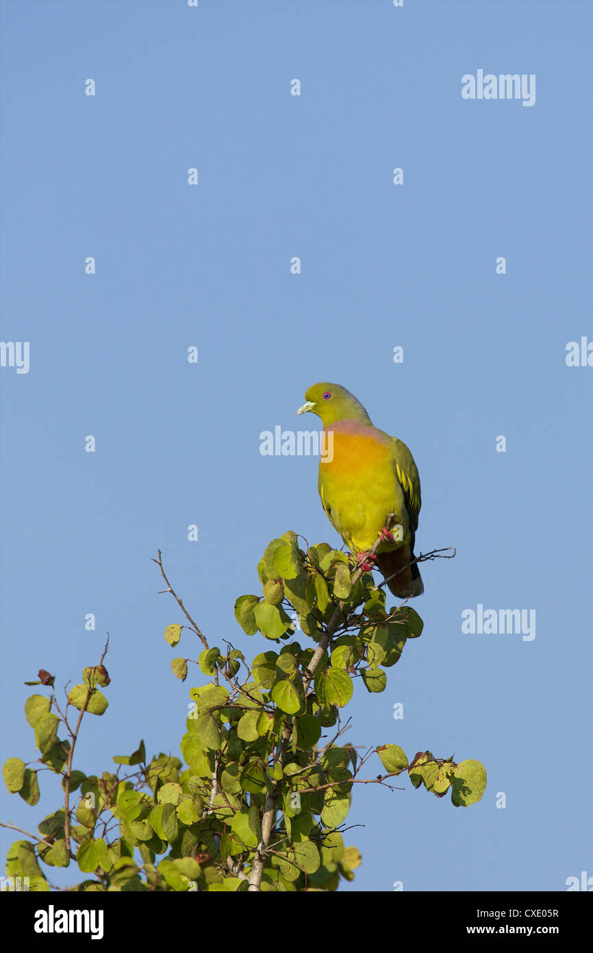 Sri lankan pigeon hires stock photography and images Alamy