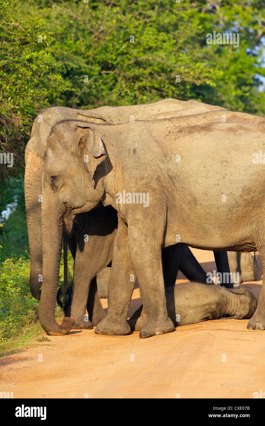 Wild female asian elephants with baby elephant, Yala National Park, Sri Lanka, Asia Stock Photo