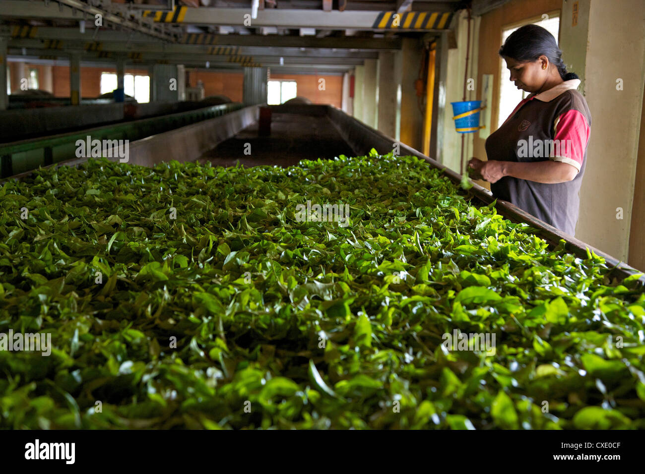Woman drying tea leaves at Geragama Tea Estate, near Kandy, Sri Lanka, Asia Stock Photo