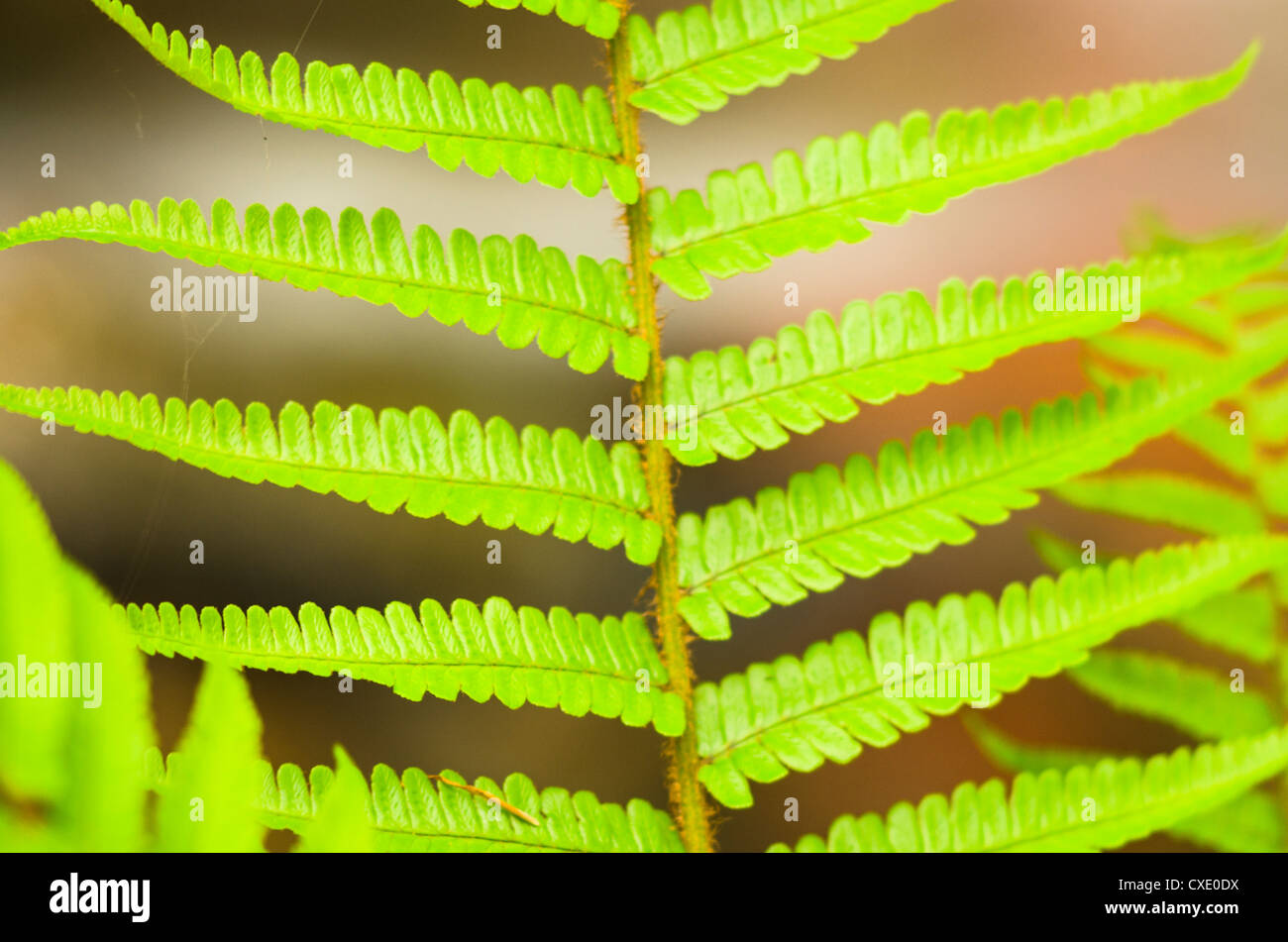 Fern leaf navarre forest hi-res stock photography and images - Alamy