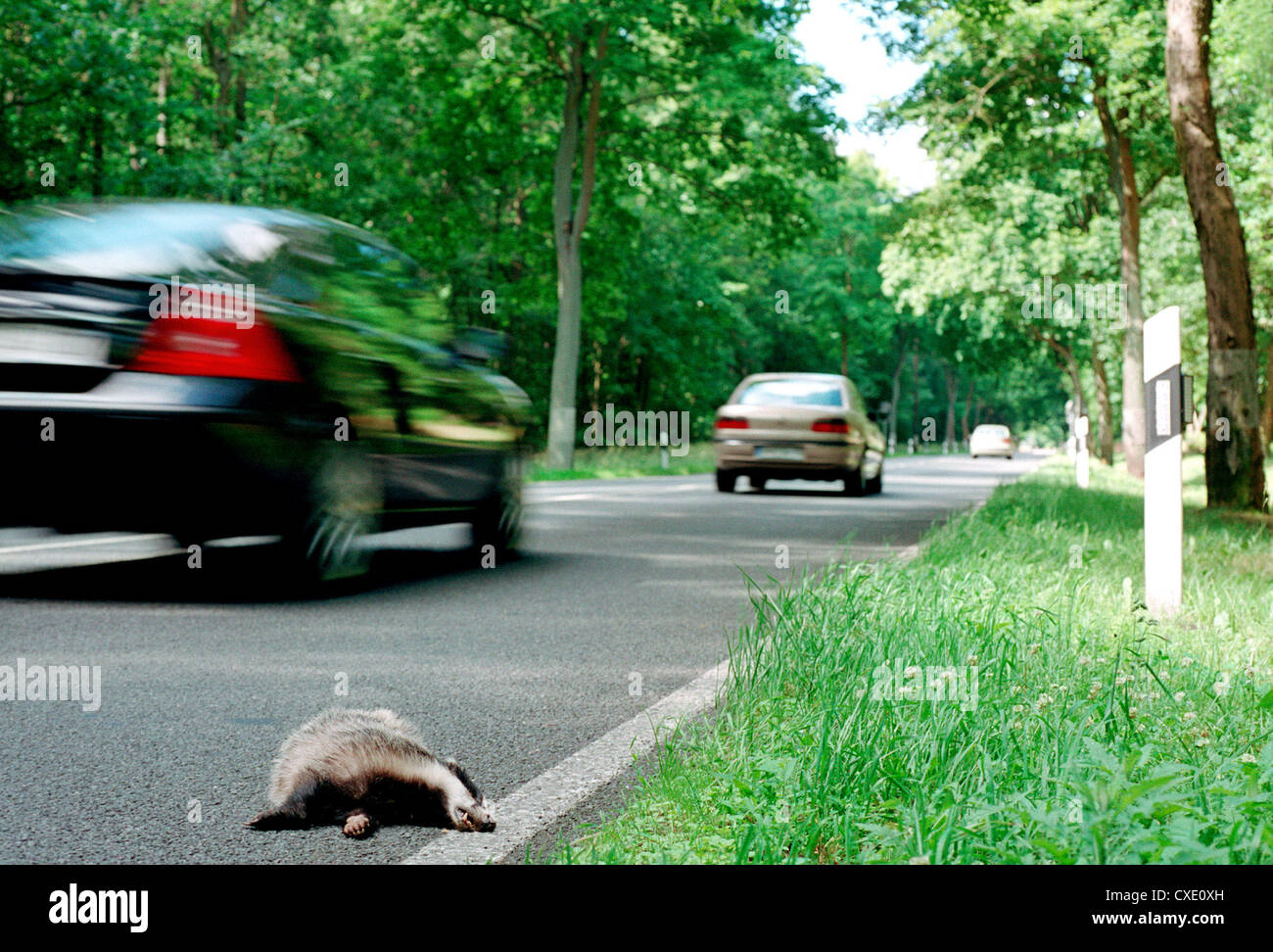 Berlin, a dead badger road traffic victims Stock Photo Alamy