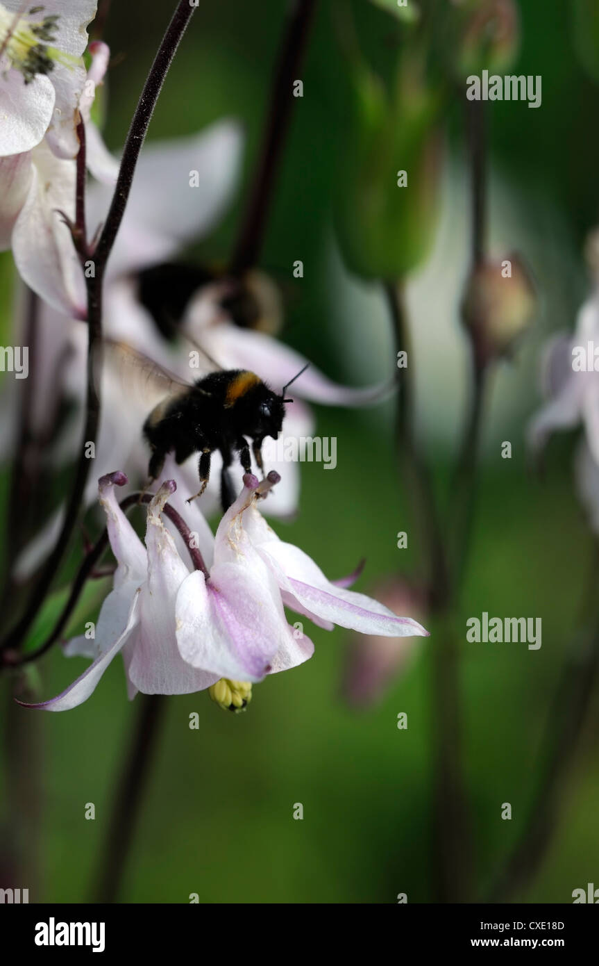 Aquilegia vulgaris White columbine bumble bee extract
