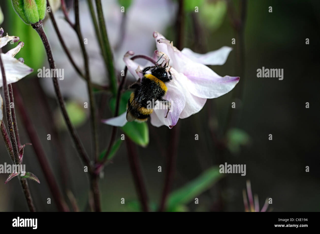 Aquilegia vulgaris White columbine bumble bee extract extracting access accessing nectar