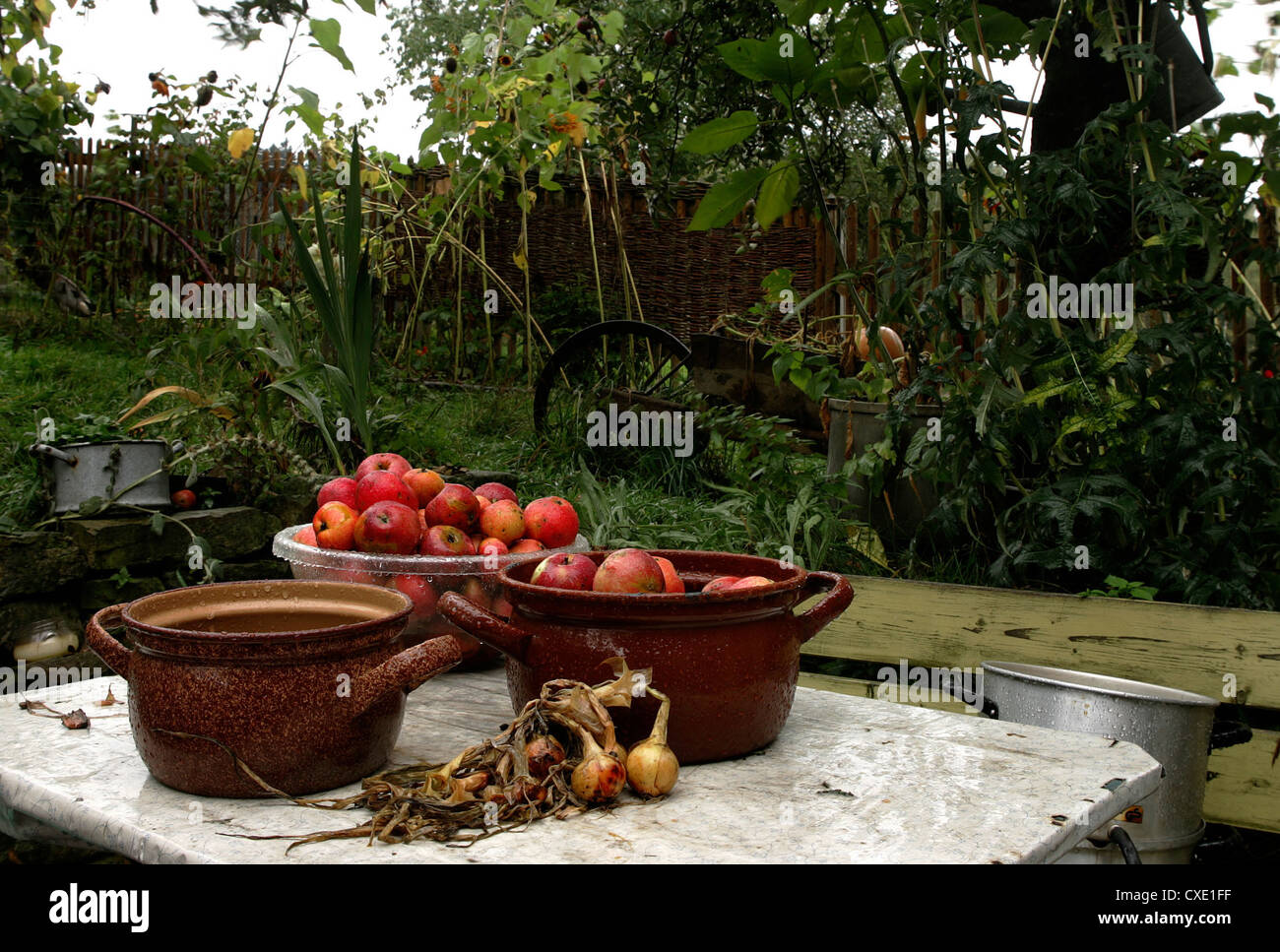 Herms Gruen, picked apples on a garden table Stock Photo