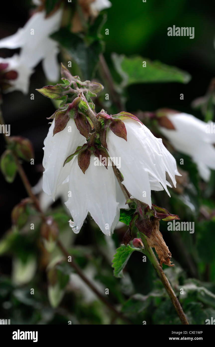codonopsis lanceolata Bonnet bellflower white flowers edible Stock Photo