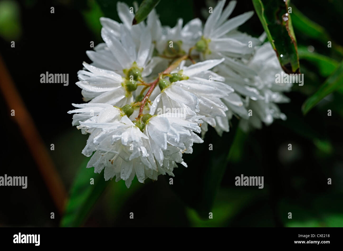 deutzia scabra pride of rochester white flowers flowering shrubs bushes closeup selective focus plant portraits deciduous Stock Photo