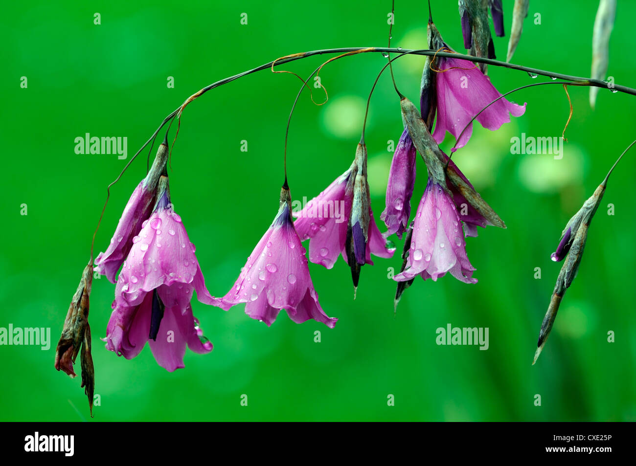 dierama pulcherrimum closeup pink purple petals flowers perennials arching dangling hanging bell shaped angels fishing rods Stock Photo