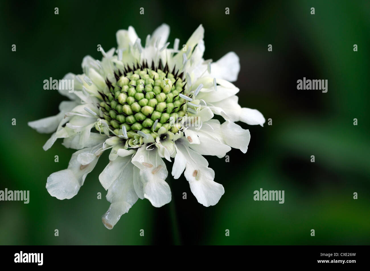 Small Teasel dipsacus pilosus small teasel flower bloom blossom white bloom ...