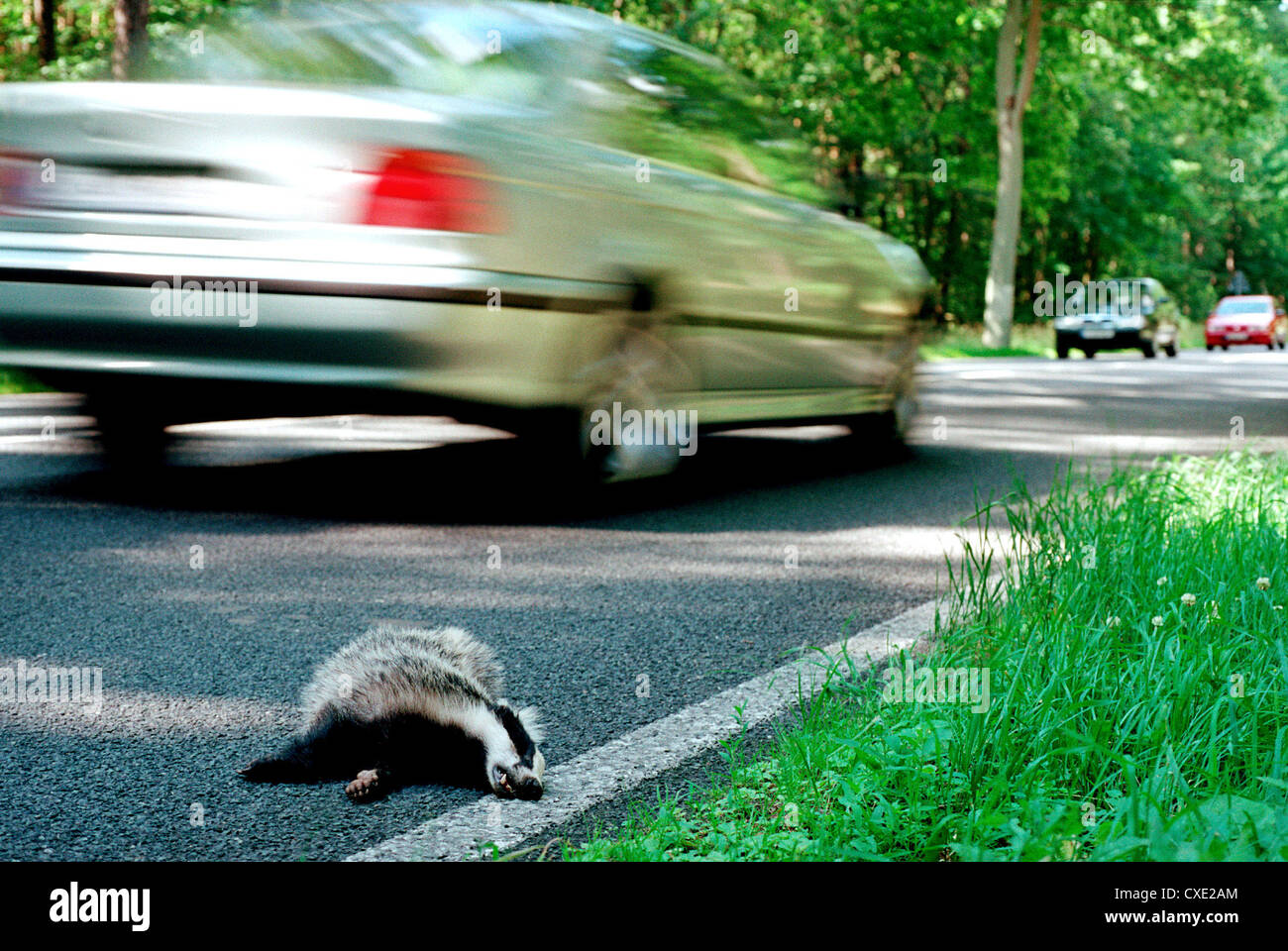 Berlin, a dead badger road traffic victims Stock Photo Alamy
