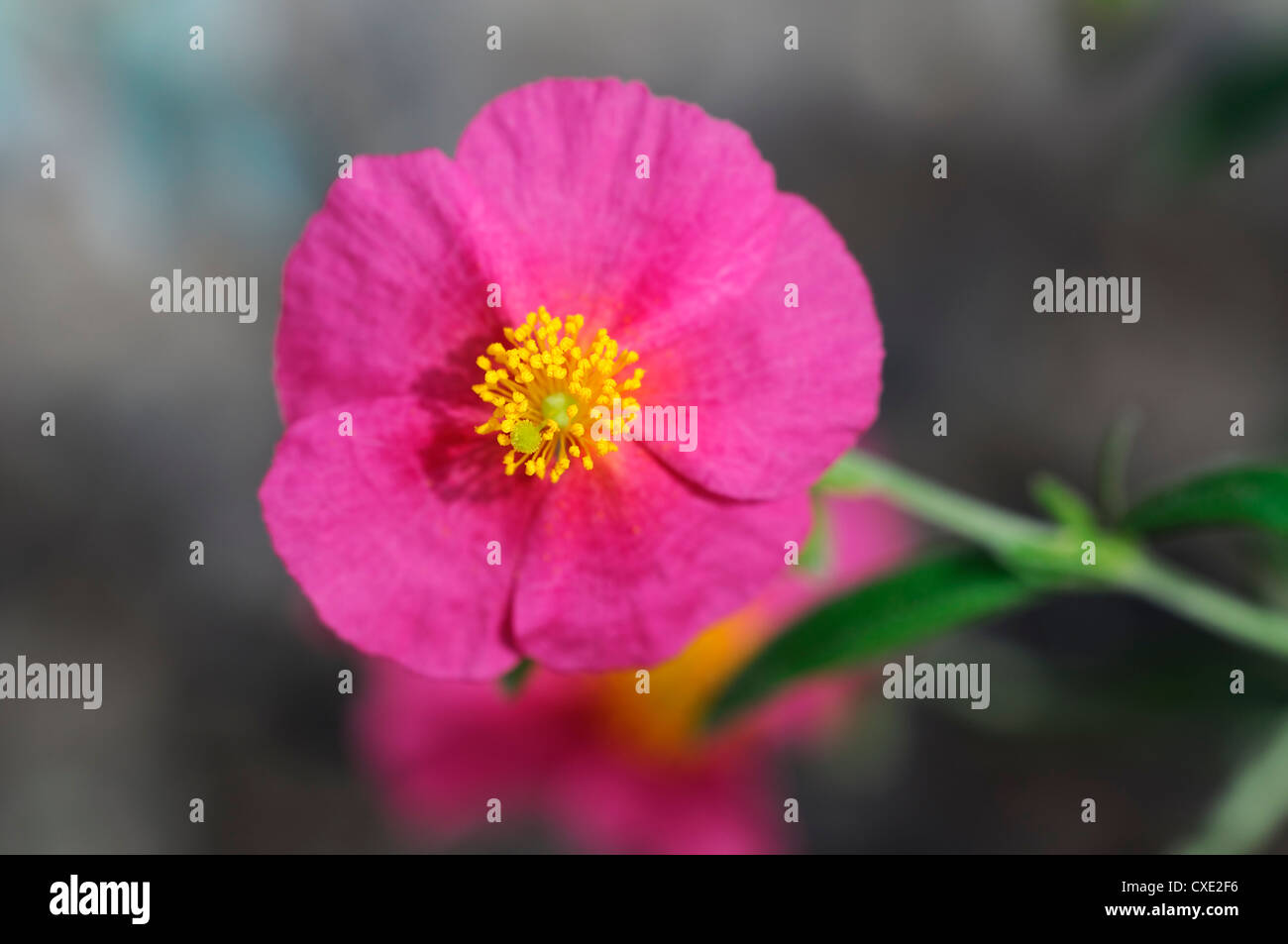 helianthemum watergate ruby pink yellow flower flowers closeup plant portraits rock roses perennials Stock Photo