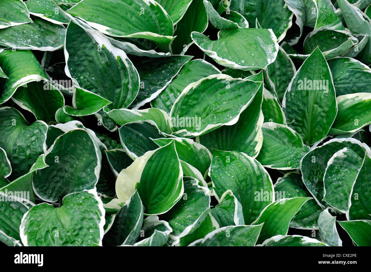 hosta bright lights variegated foliage leaves green white edges