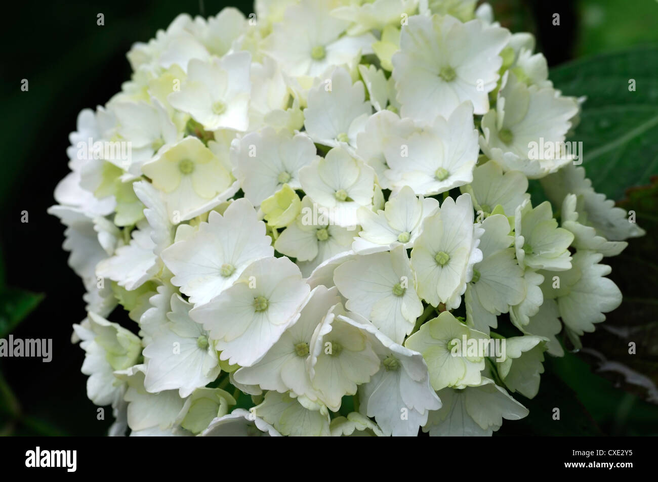 Hydrangea macrophylla Hortensia madame Emile Mouillere white flowers ...
