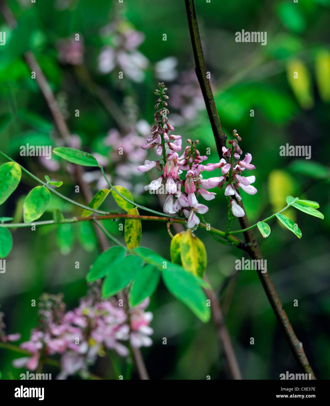 Indigofera amblyantha Indigofera Pinkflower Chinese indigo deciduous shrub pink flowers flowering Stock Photo