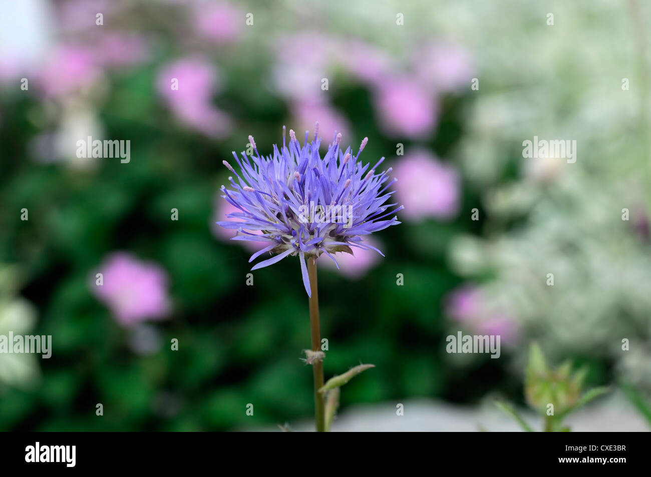 jasione heldreichii Sheeps bit pale blue flower bloom blossom perennial small rounded flowerhead Stock Photo