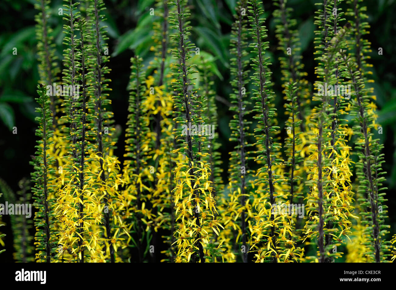 ligularia stenocephala yellow spires flowers perennials closeup selective focus plant portraits Stock Photo