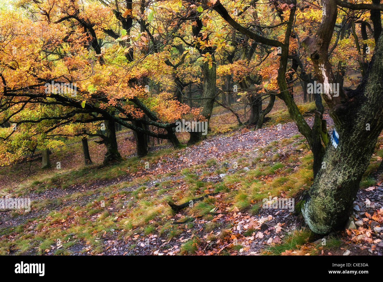 Fall in the wood, walking trail Stock Photo - Alamy