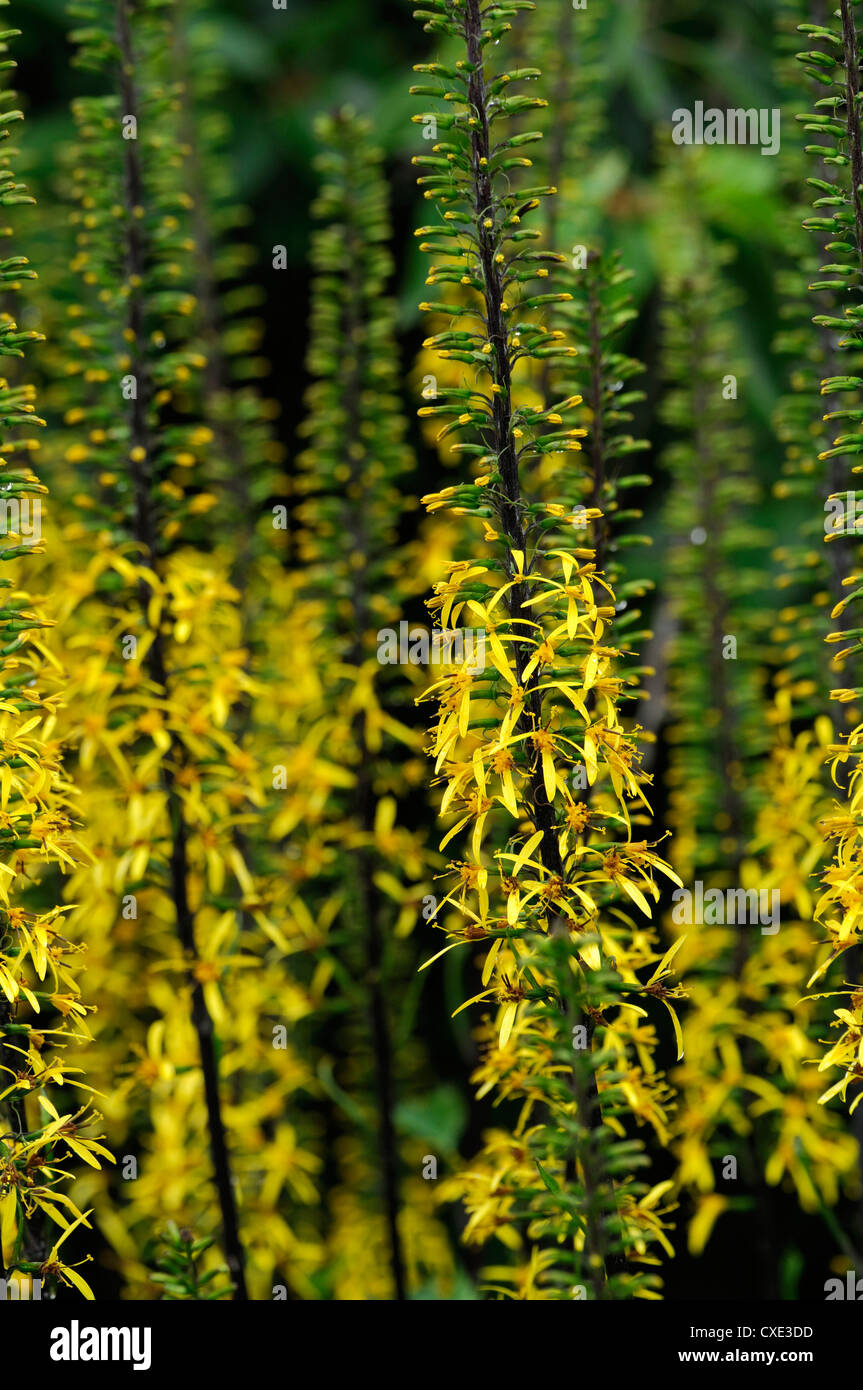 ligularia stenocephala yellow spires flowers perennials closeup selective focus plant portraits Stock Photo