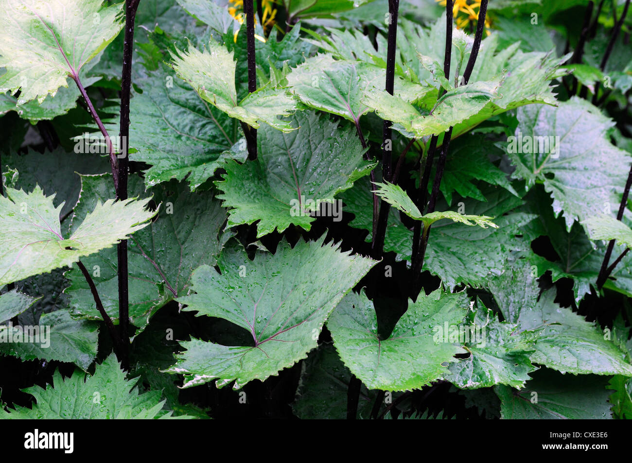 ligularia stenocephala green foliage closeup selective focus plant portraits perennials Stock Photo