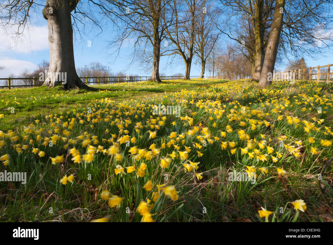 Avenue of daffodils, near Hungerford, Berkshire, England, United Kingdom, Europe Stock Photo