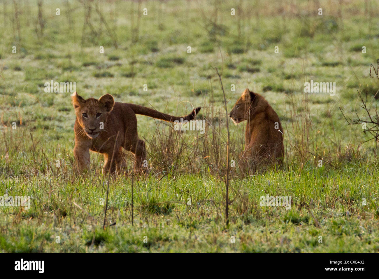 Two lion cubs (Panthera leo) playing , Queen Elizabeth National Park, Uganda Stock Photo