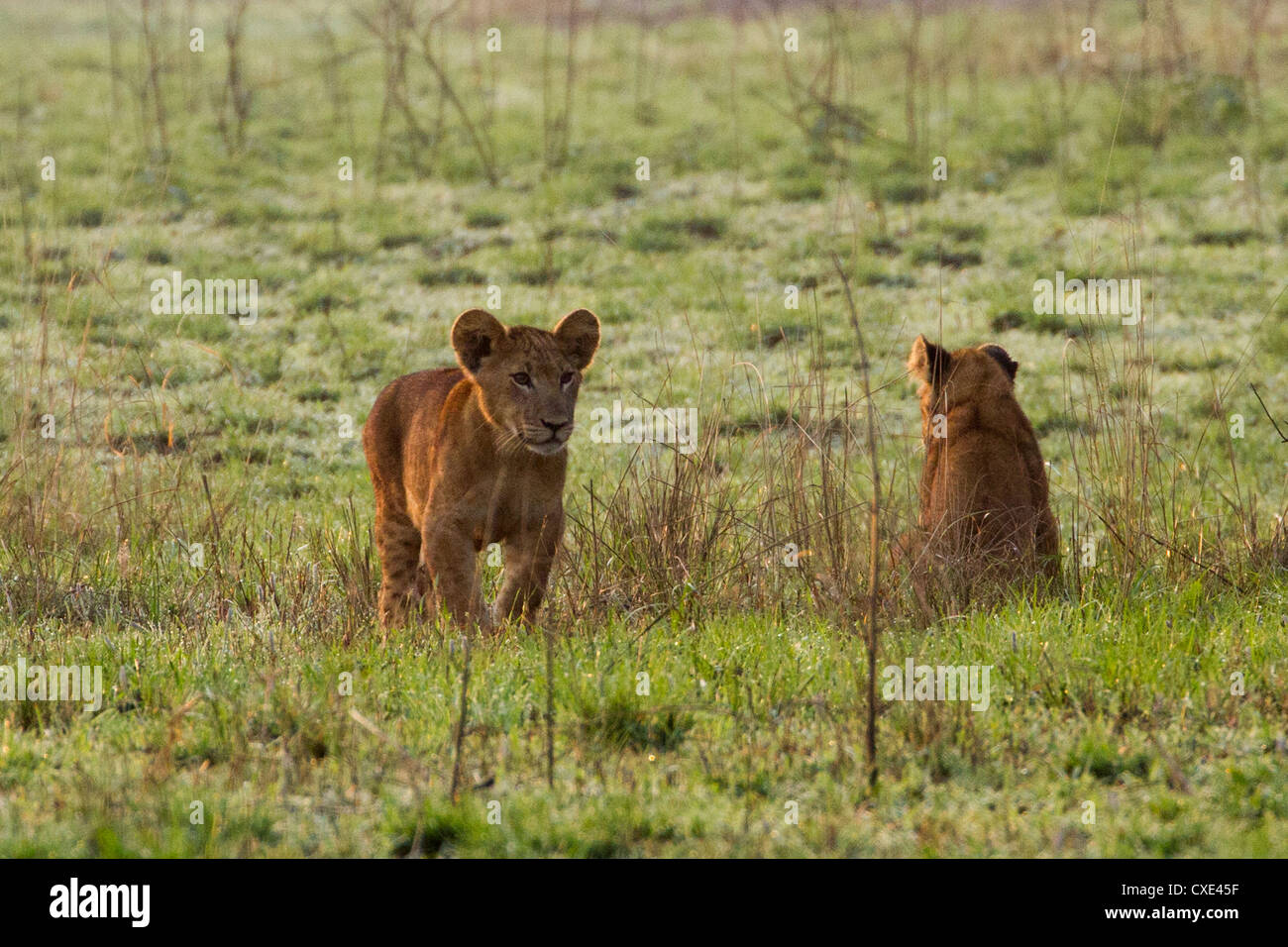 Two lion cubs (Panthera leo) playing , Queen Elizabeth National Park, Uganda Stock Photo