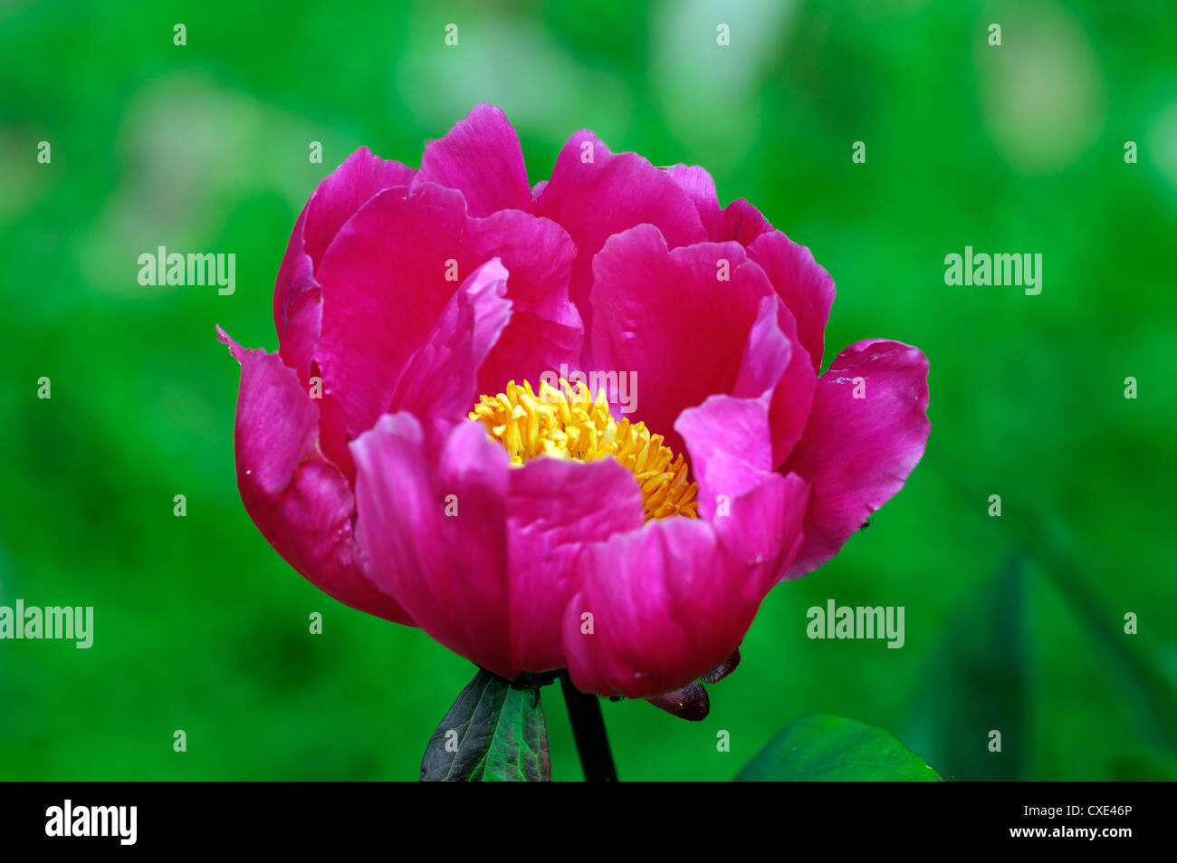 paeonia reevesiana lactiflora pink flower flowers yellow center peony peonies single one selective focus closeup plant portrait Stock Photo