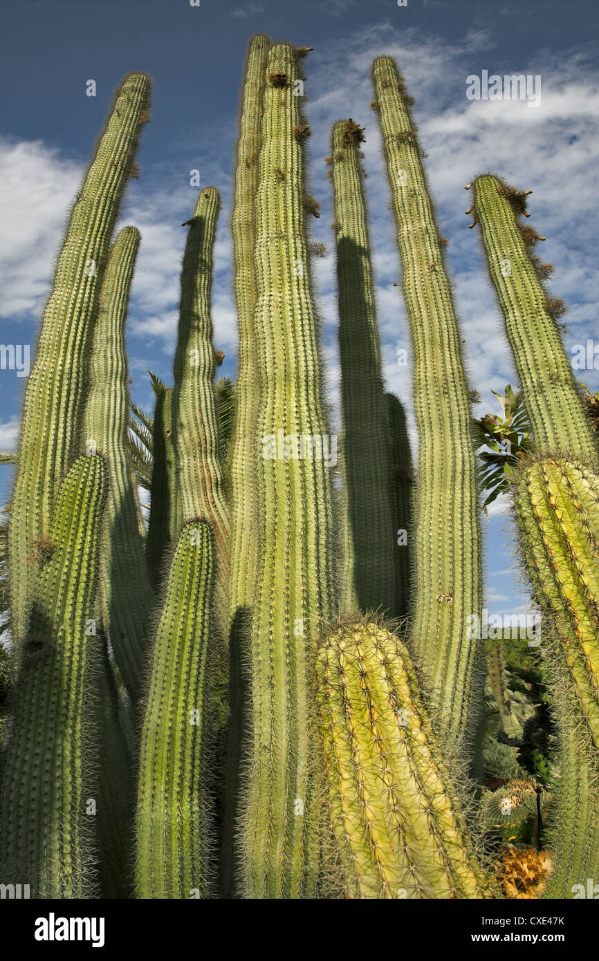 High cactuses Stock Photo