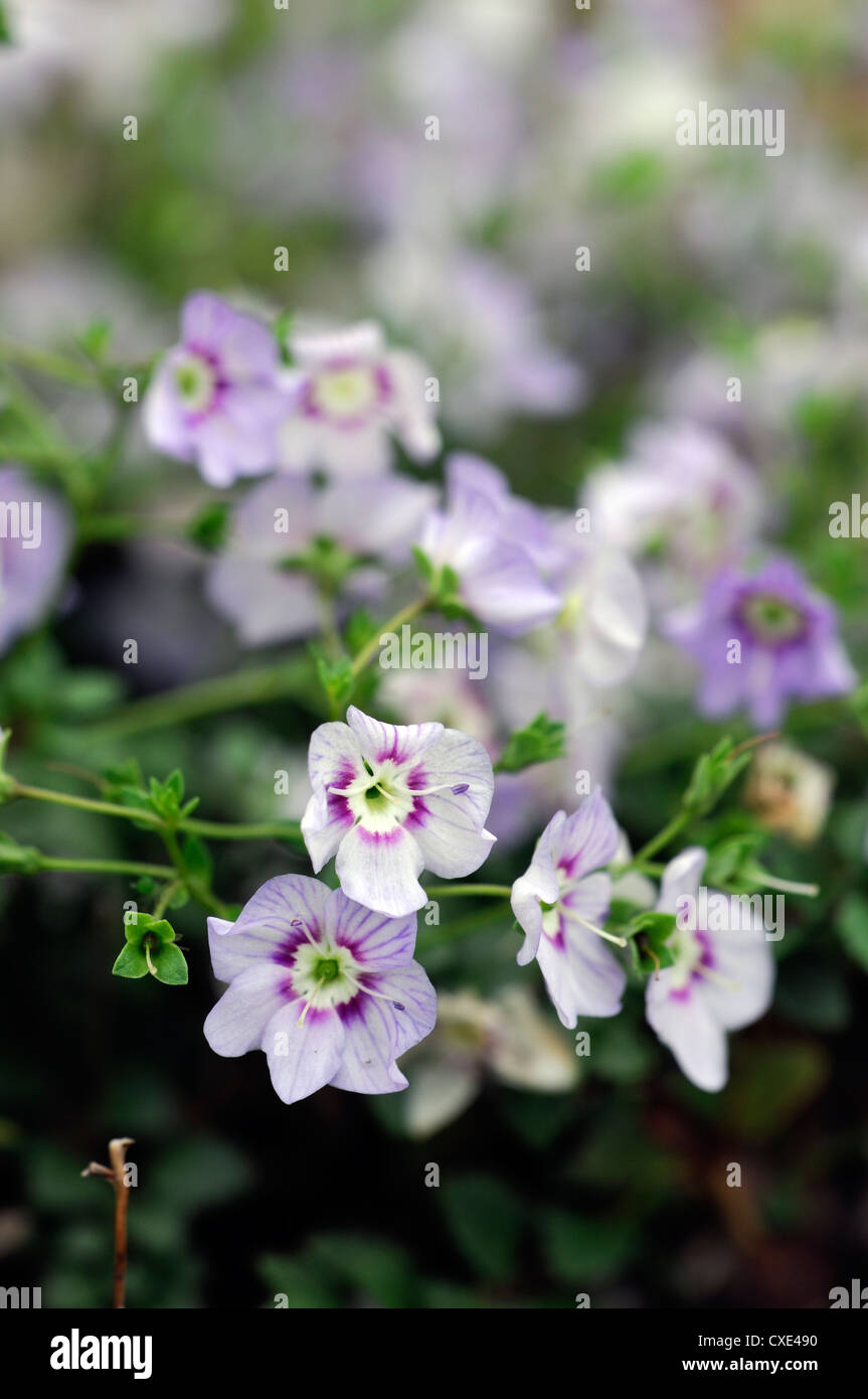 Parahebe bidwillii small white pink flowers alpine perennial flowering subshrub Stock Photo