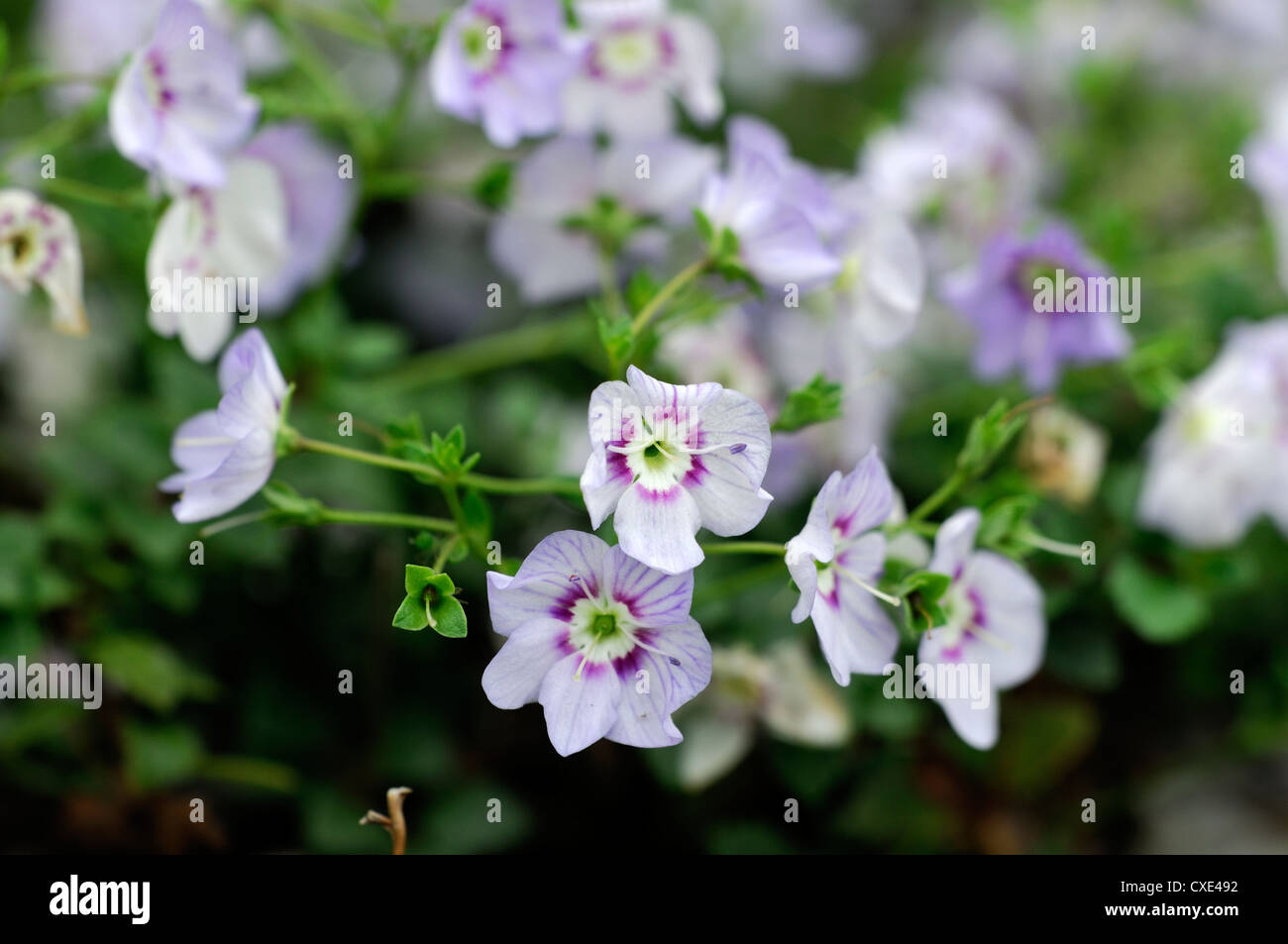 Parahebe bidwillii small white pink flowers alpine perennial flowering subshrub Stock Photo