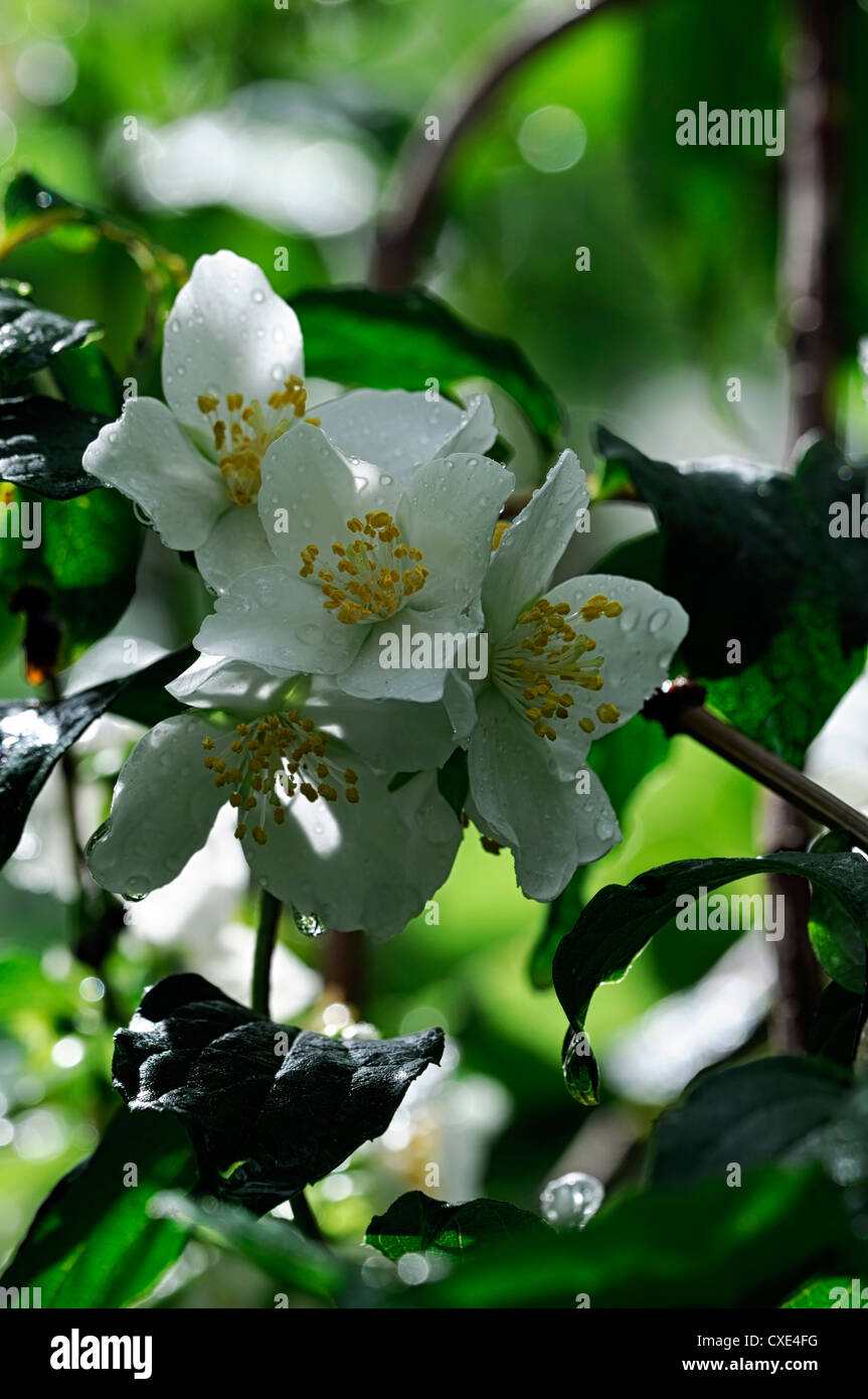 philadelphus tenuifolius white flower flowers flowering deciduous shrubs scented fragrant closeup Stock Photo