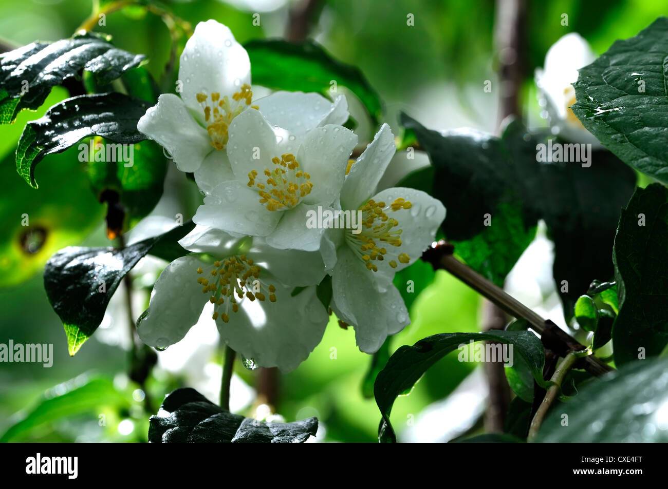 philadelphus tenuifolius white flower flowers flowering deciduous shrubs scented fragrant closeup Stock Photo