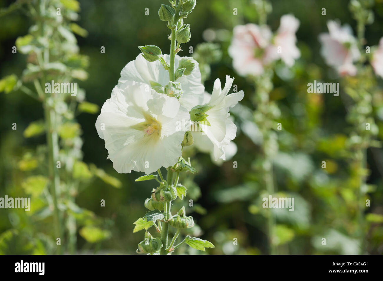 Hollyhock white hi-res stock photography and images - Alamy