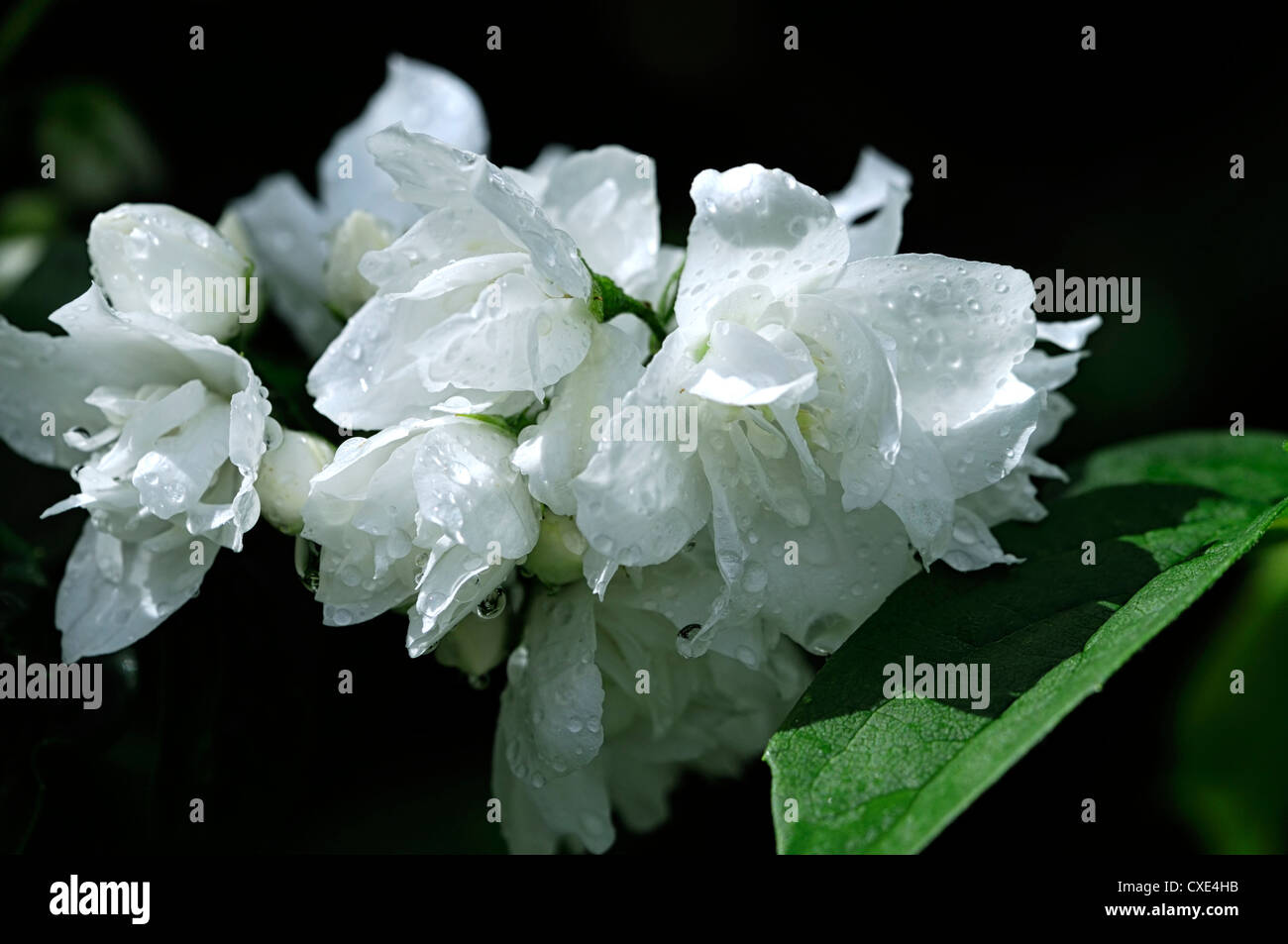 philadelphus x virginalis enchantment white flower flowers flowering deciduous shrubs scented fragrant closeup selective focus Stock Photo