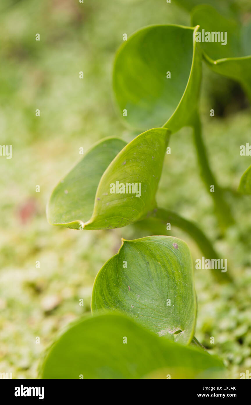Plants growing Stock Photo