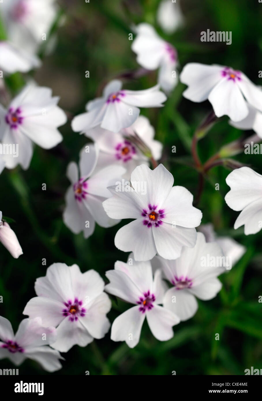 phlox subulata amazing grace white pink plant portraits closeups flowers flowering perennials Stock Photo
