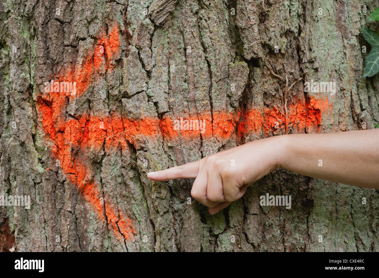 Arrow sign spray painted on tree trunk, hand pointing in same direction Stock Photo