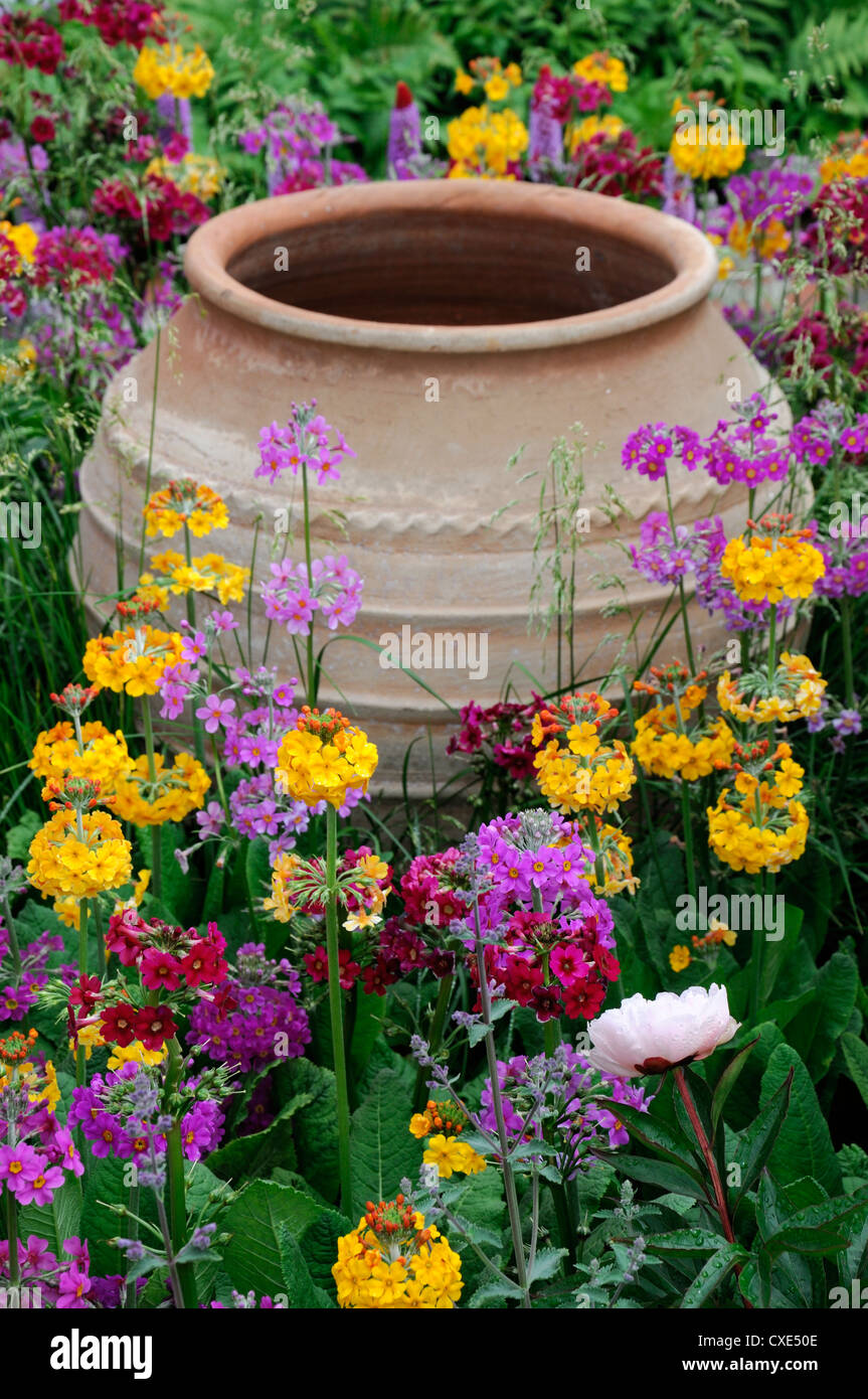 decorative terracotta urn Primula Candelabra Hybrids pink purple orange