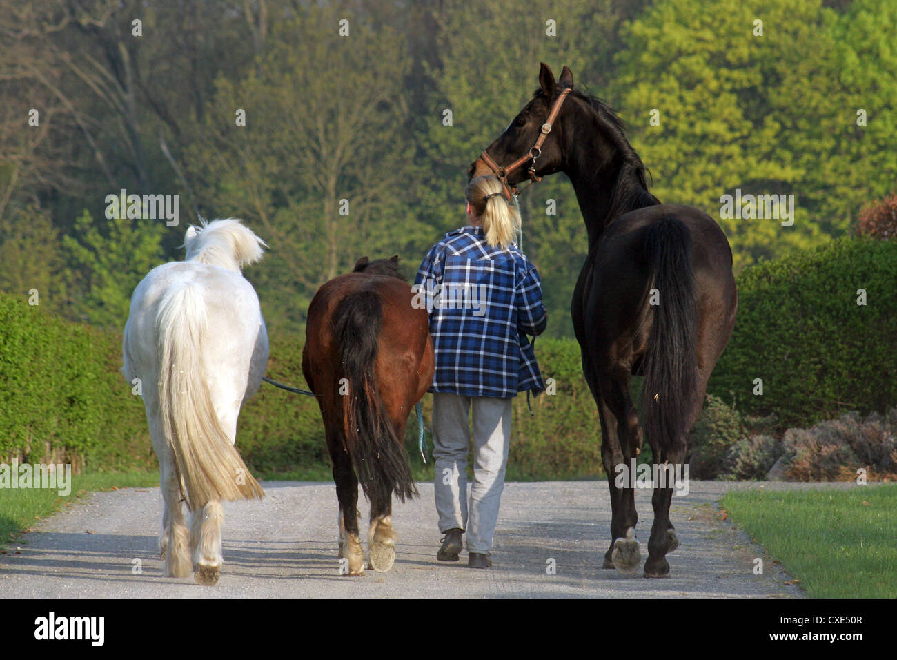 Görlsdorf, a woman brings horses to pasture Stock Photo