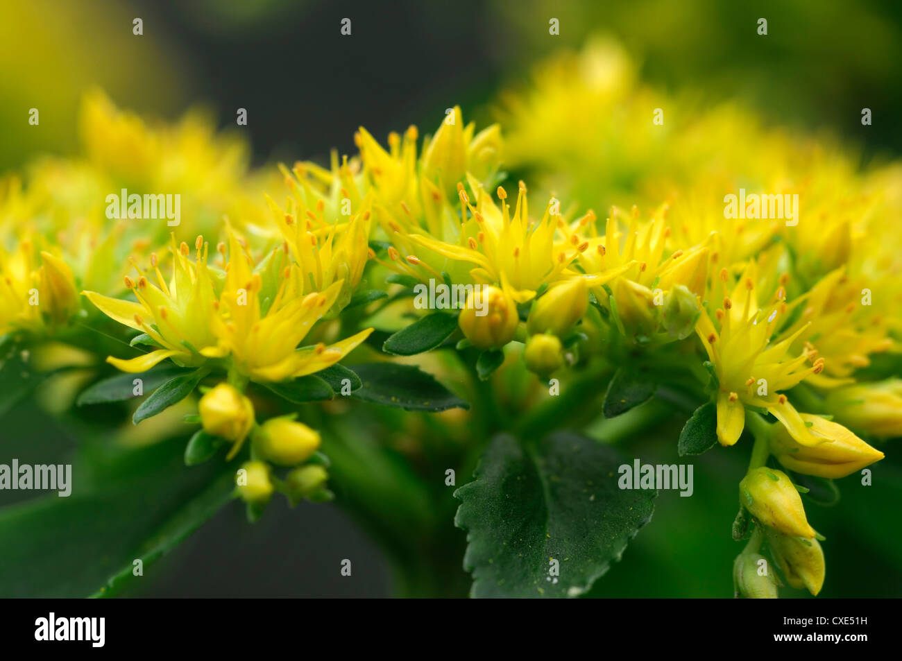 rhodiola kirilowii yellow flower flowers flowerhead tibetan sacred herb perennial medicinal plant Stock Photo