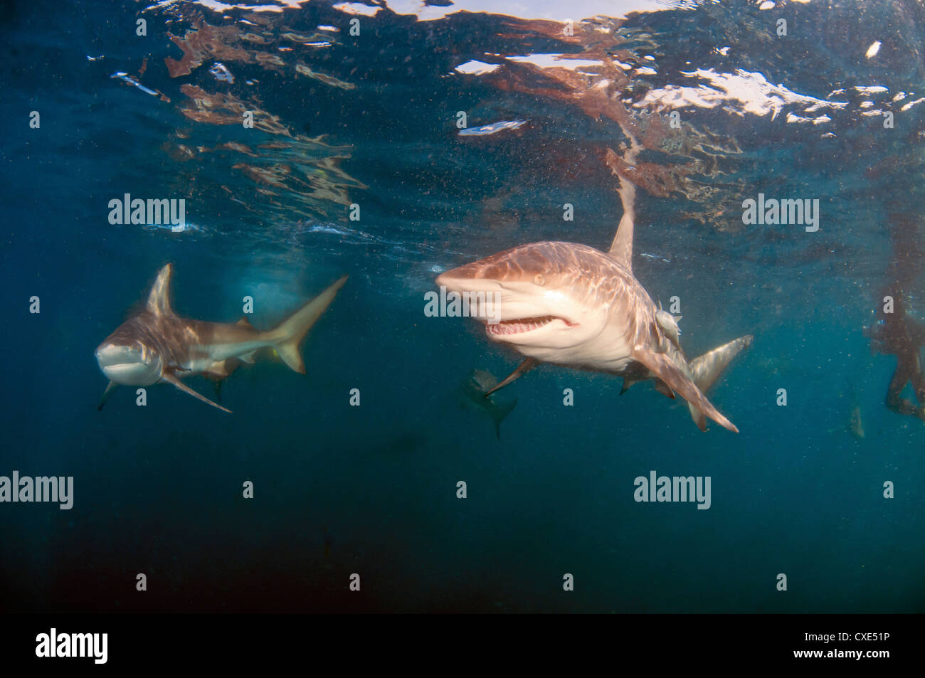 Dangerous Diving with Sharks Stock Photo