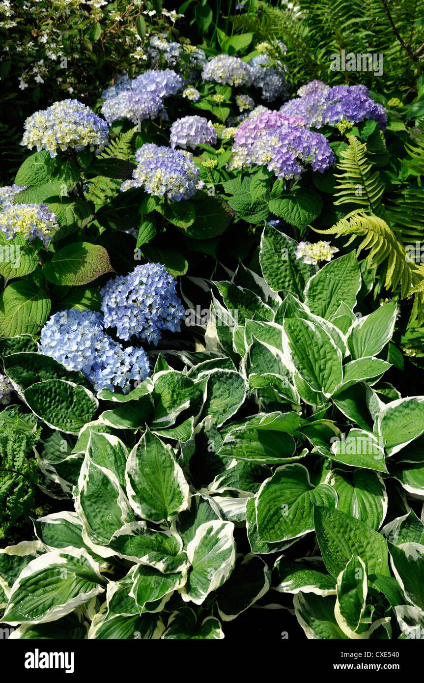 rhododendron variegated hosta fern shade shady shaded garden plant planting  scheme combination green white blue Stock Photo - Alamy