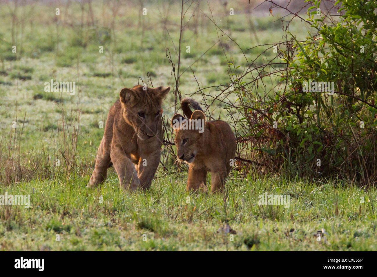 Two lion cubs (Panthera leo) playing , Queen Elizabeth National Park, Uganda Stock Photo