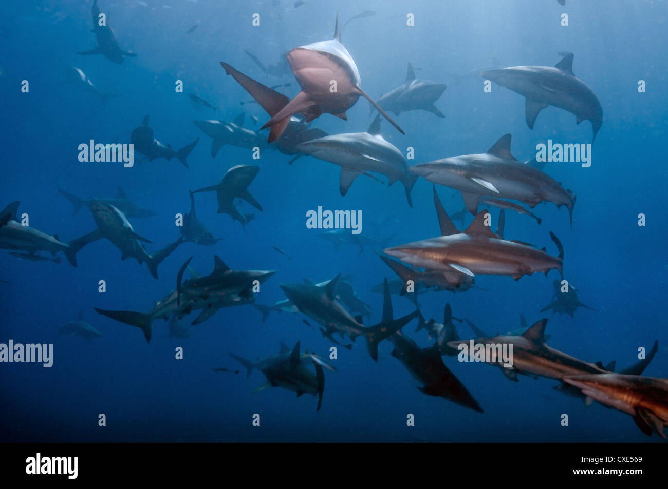 Big group of sharks circling around in the water Stock Photo