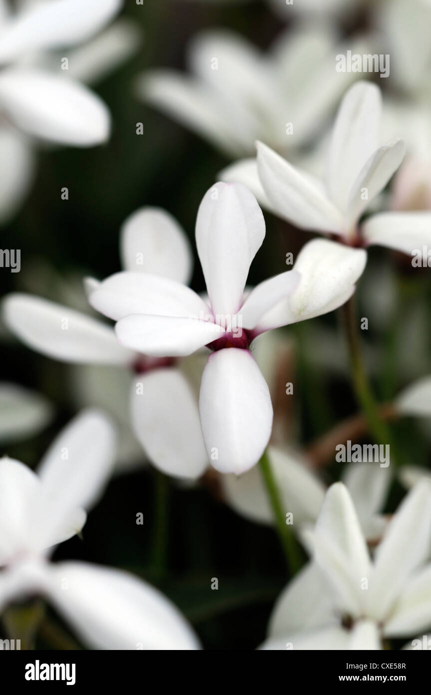 Rhodohypoxis perle white perennial alpine flower bloom blossom closeup close up detail macro Stock Photo