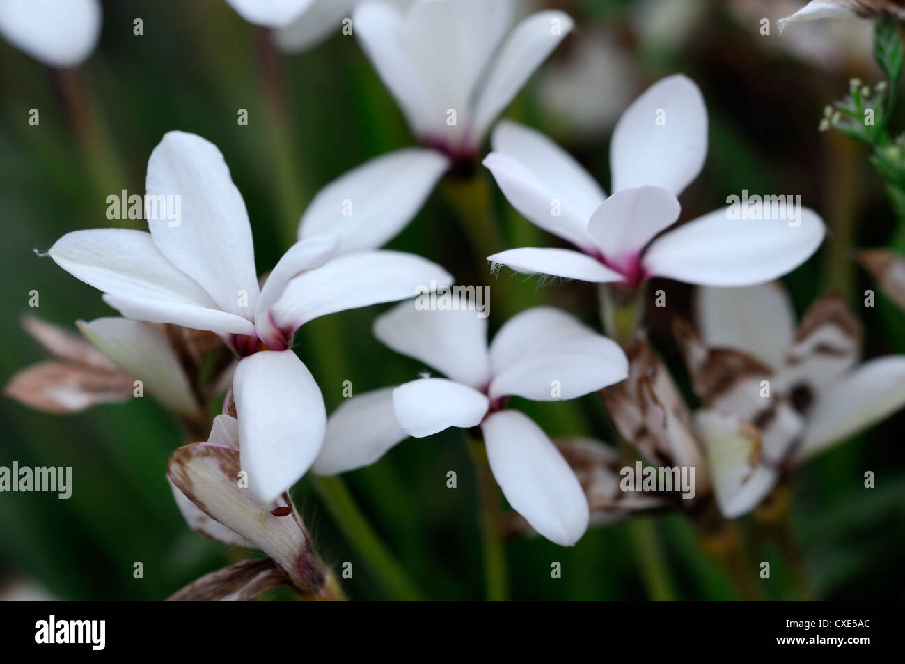 Rhodohypoxis perle white perennial alpine flower bloom blossom closeup close up detail macro Stock Photo