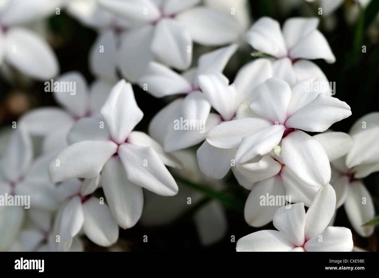 Rhodohypoxis helen white perennial alpine flower bloom blossom closeup close up detail macro Stock Photo